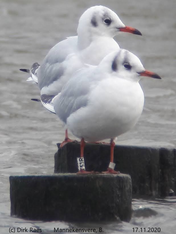 Gulls Cr birding